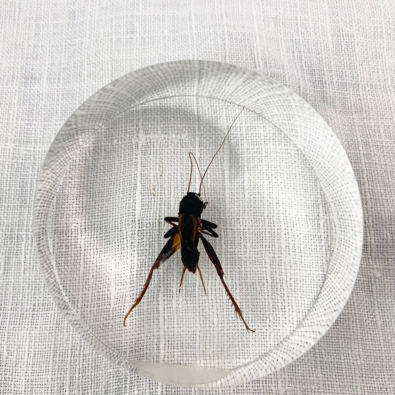 Insects in Lucite - Etsy