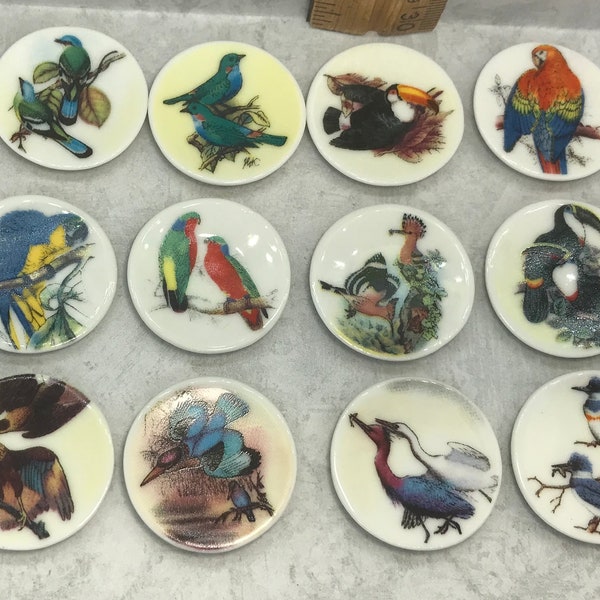 BIRD PORTRAIT PLATES Audobon Gould Art Parrot Toucan Parakeet Macaw Dish Dishes Platter French Feve Feves Figurines Dollhouse Miniature L1