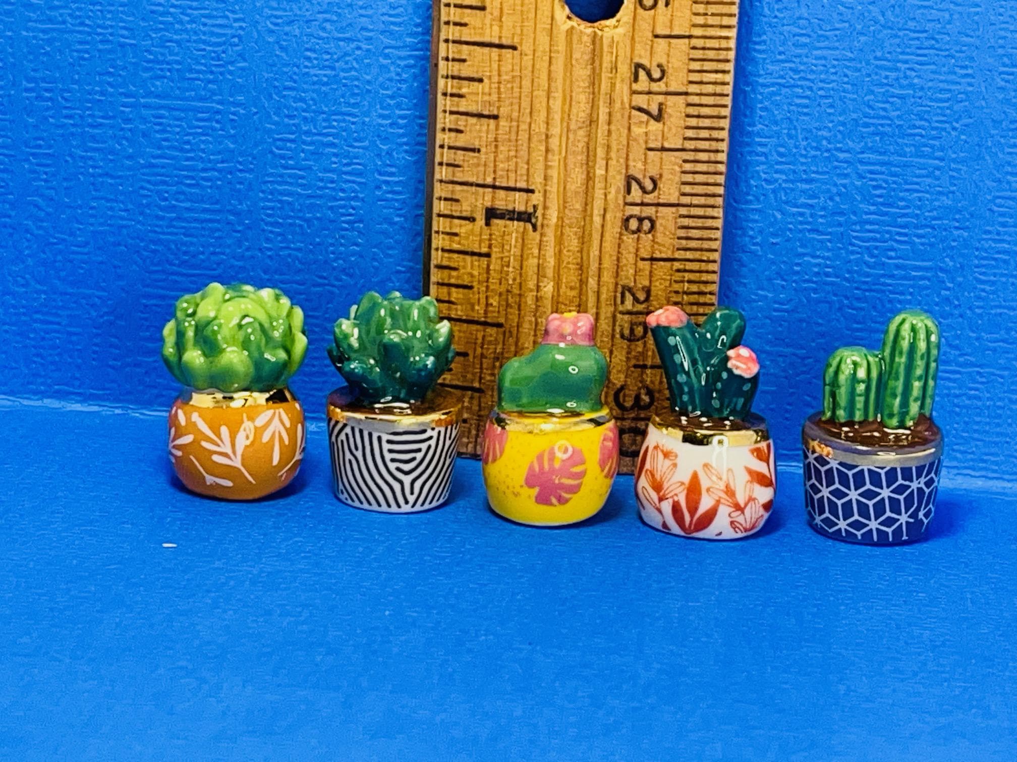 Frailea Button Cactus with Delicate Flower