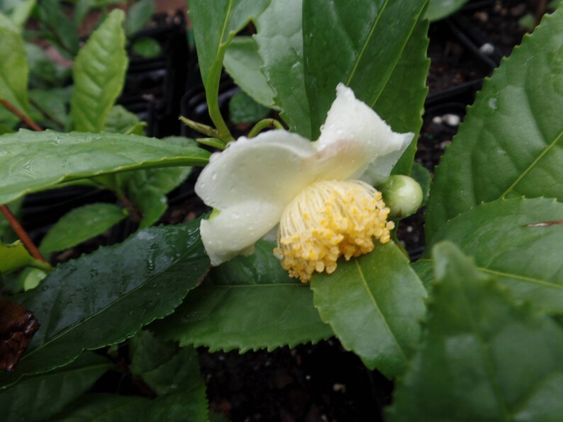 Camellia Sinensis Tea Plant Permaculture Indoor Herb Garden Herbal Evergreen Perennial Flowering Shrub Aromatic Foliage Live Bonsai