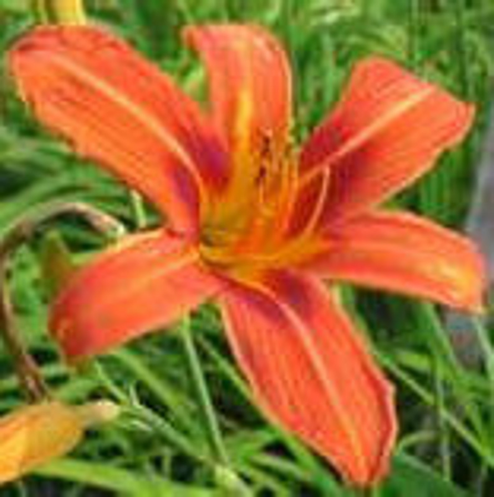 Edible Daylily Hemerocallis fulva Fresh Herbs Perennial Bulb Etsy