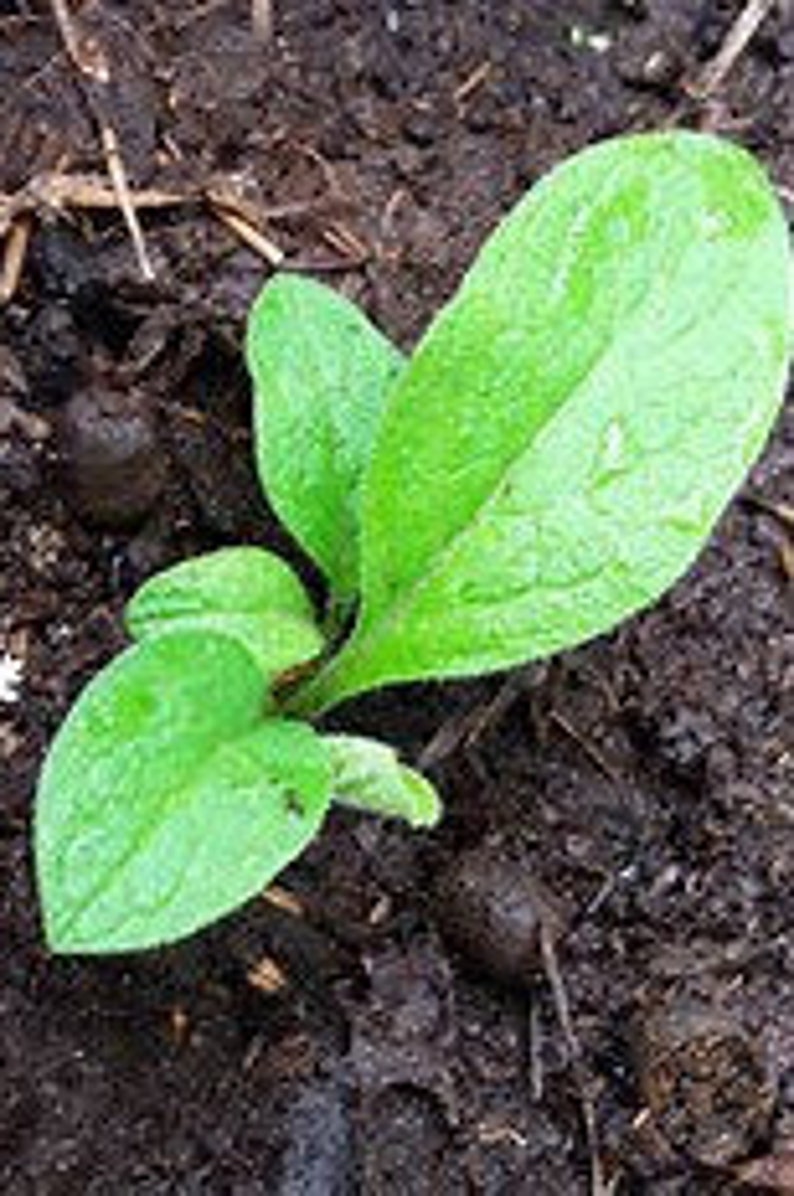 Russian Comfrey Bocking 14 Herb Garden Permaculture ...