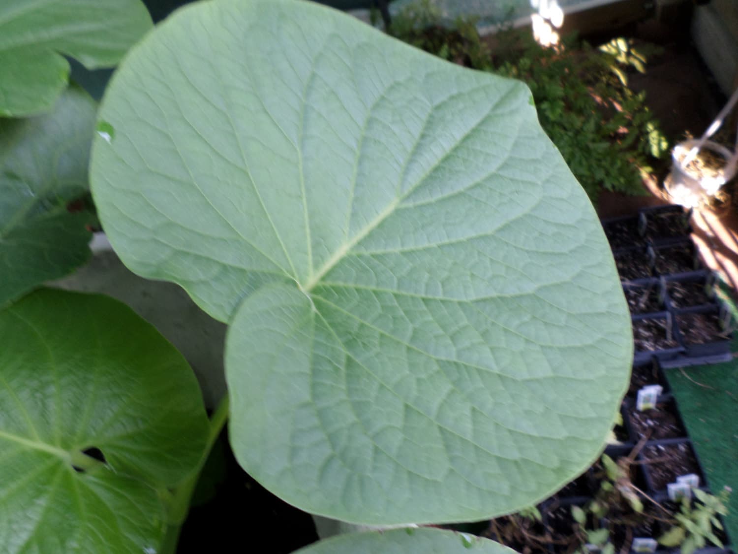 Root Beer Plant Hoja Santa Herb Piper auritum Aromatic Root Beer Plant Hoja Santa Herb Piper auritum Aromatic