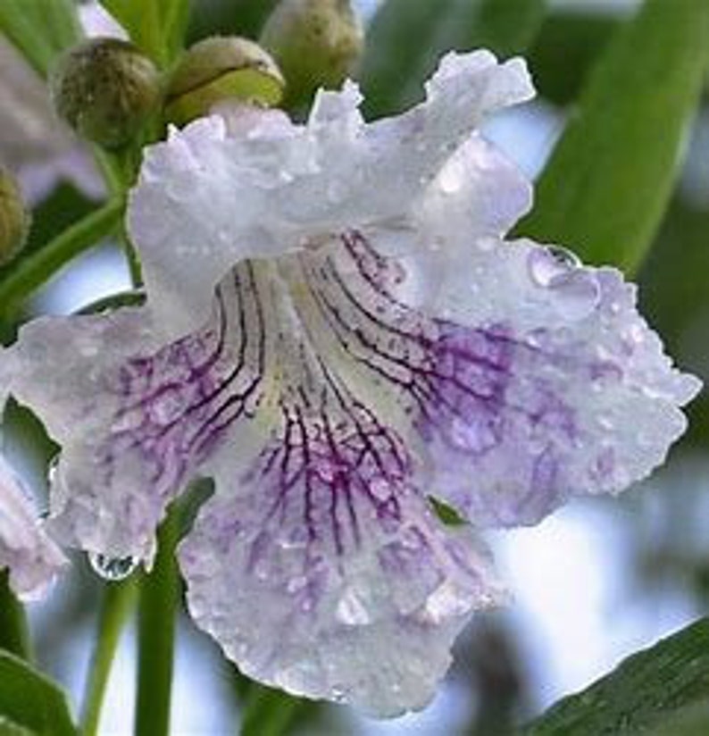 Plant Cuttings Morning Cloud Chilopsis Root Your Own Cutting Segments Propagate Do It Yourself Hardy Flowering Tree Honey Bee Butterfly
