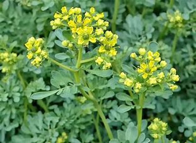 Common Rue Herb of Grace Butterfly Rue Ruta graveolens Etsy