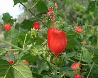 Turkscap Turk's Cap Malvaviscus arboreus Fast Growing Native Plant Flowering Shrubs Perennial Groundcover Hardy Plant Drought Tolerant