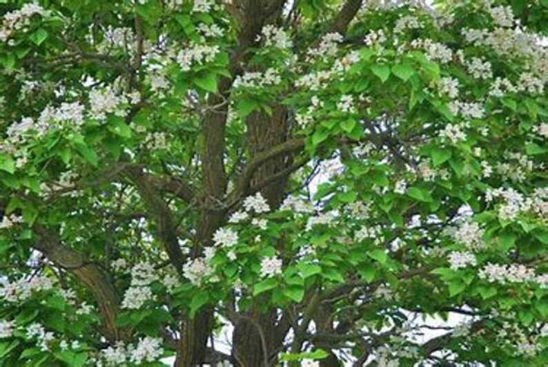 Plant Cuttings Morning Cloud Chilopsis Root Your Own Cutting Segments Propagate Do It Yourself Hardy Flowering Tree Honey Bee Butterfly
