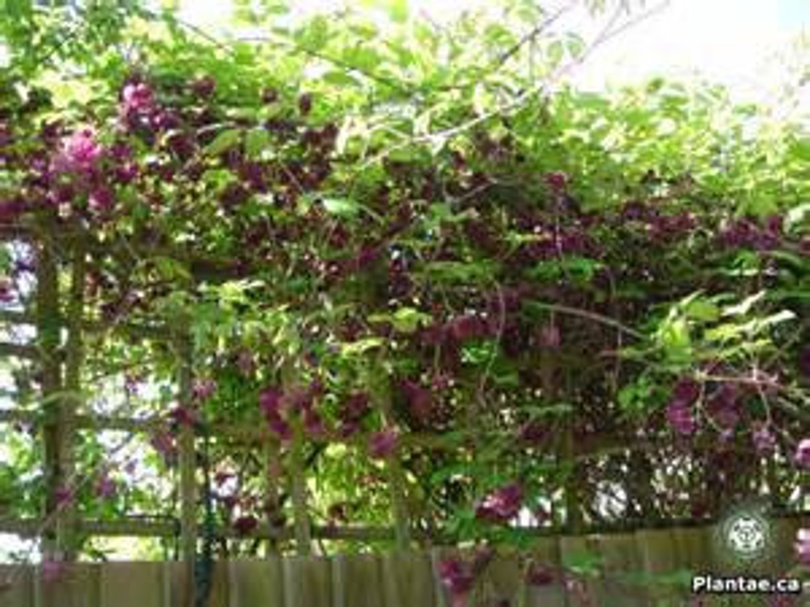 Chocolate Vine Plant Cuttings Grow Your Own Propagation Etsy