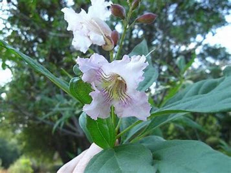 Plant Cuttings Morning Cloud Chilopsis Root Your Own Cutting Segments Propagate Do It Yourself Hardy Flowering Tree Honey Bee Butterfly