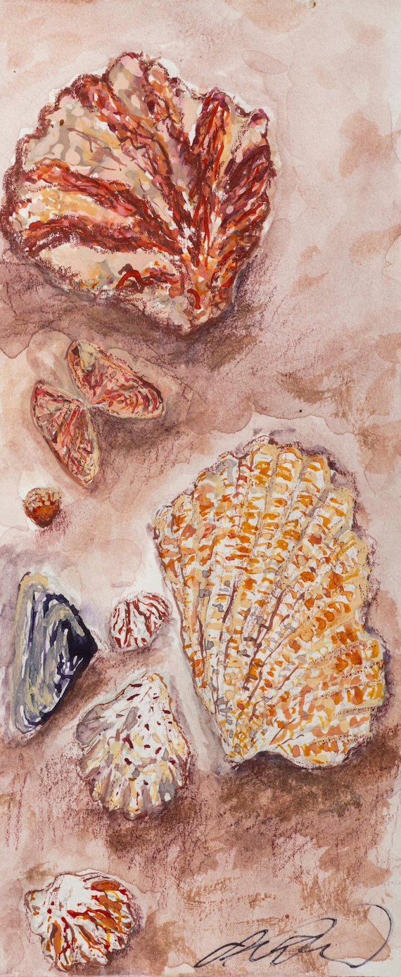 Sunset Shells