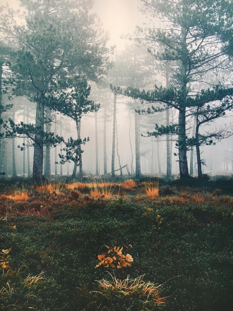 Moody Winter Day Poster Wall Art Forest Coastal Heath 39 x 27 inches image 3