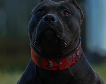 May include: A close-up of a black dog with a red and black patterned collar. The dog is looking up with a focused expression. The collar has a unique design, and the dog's fur is short and sleek.