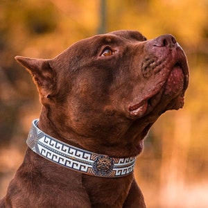 Gucci dog collar etsy top