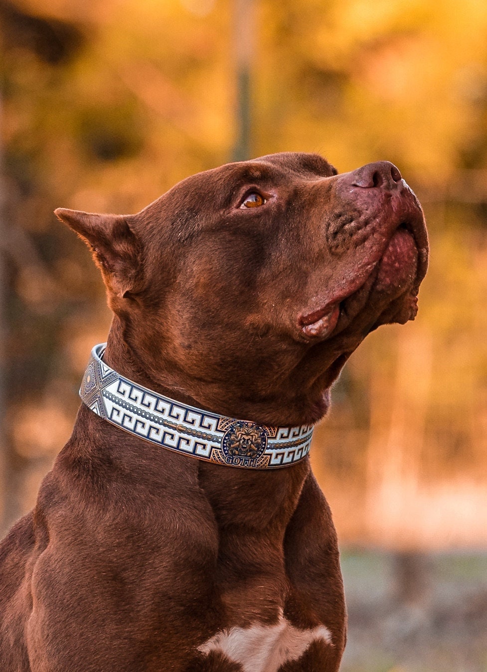 6 Designer Dog Collars — Designer Dog Collars Gucci Dog Collars Louis  Vuitton Dog Collars