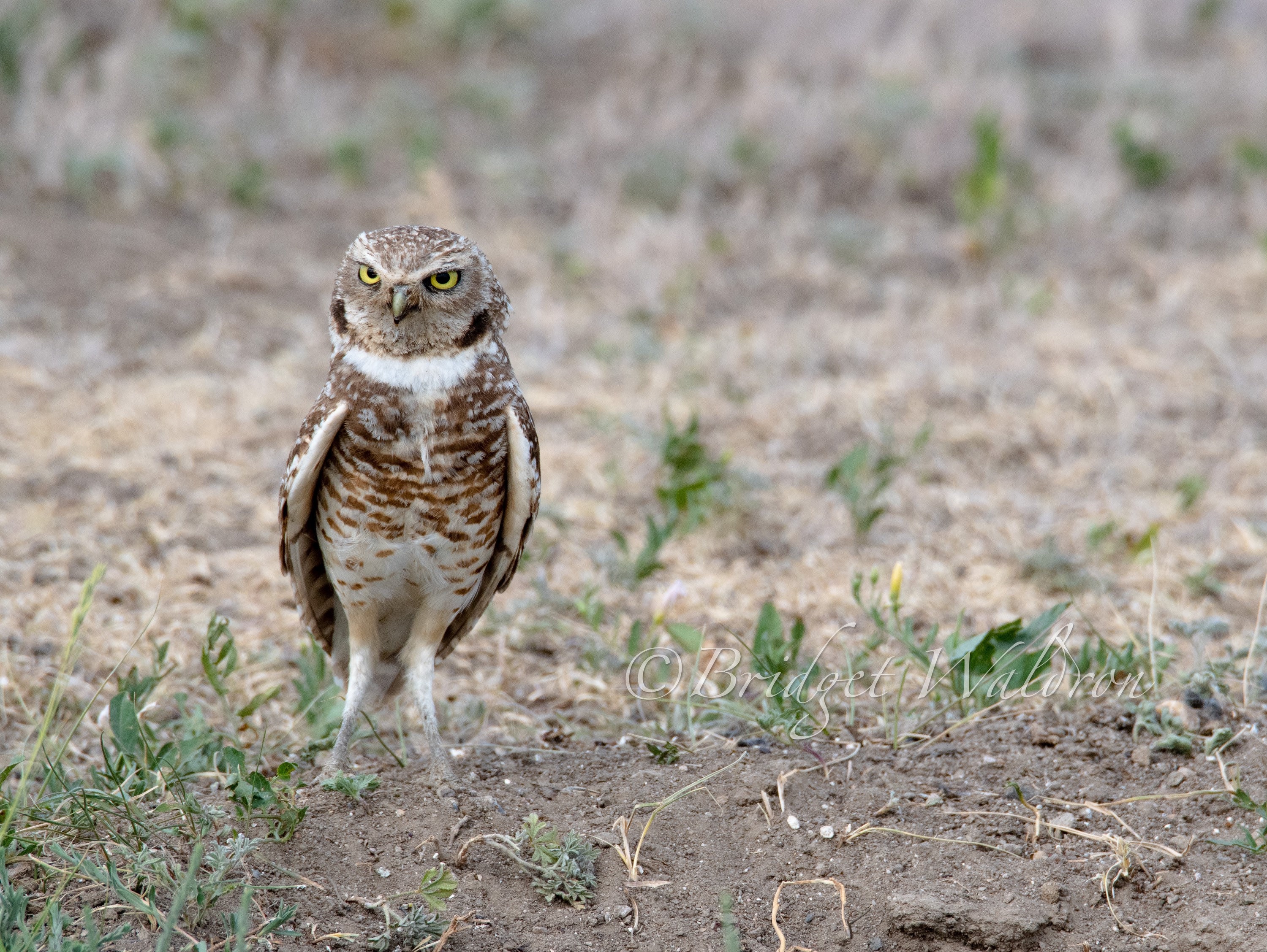 Burrowing Owl - Badlands National Park