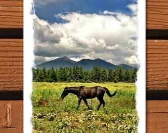 10 Notecards - Mare in the Field