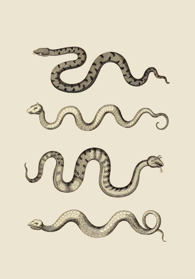 Vintage Snake Sketch | Antique Reptile Illustration (digital Download ...