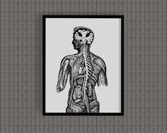 Vintage Anatomy Sketch Digital Download | Antique Medical Illustration Wall Art