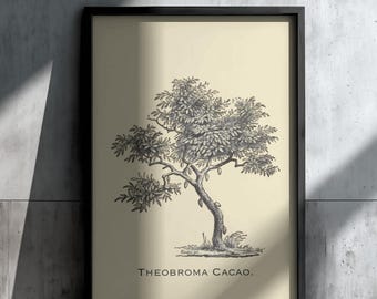 Vintage Theobroma Cacao Tree Botanical Sketch | Digital Download | Antique Cocoa Plant Illustration