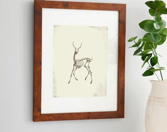 Vintage Deer Skeleton Sketch | Antique Animal Anatomy Illustration Digital Download