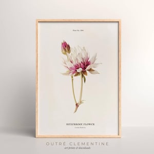 Racine amère du Montana, art antique de fleurs sauvages, impression d'art de printemps, art mural fleur d'état, impression d'art vintage, téléchargement immédiat, imprimable, 300 dpi