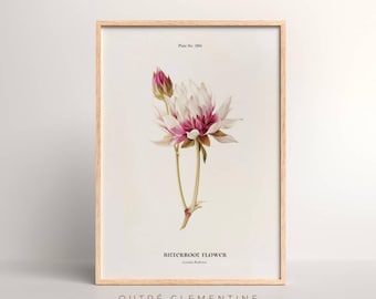 Montana Bitterroot, Antique Wildflower Art, Spring Art Print, State Flower Wall Art, Vintage Art Print, Instant Download, Printable, 300dpi