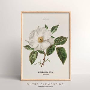 Georgia Cherokee Rose, Antique Wildflower Art, Spring Art Print, White Flower Wall Art, Vintage Print, Instant Download, Printable, 300dpi