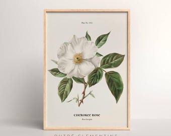 Georgia Cherokee Rose, Antique Wildflower Art, Spring Art Print, White Flower Wall Art, Vintage Print, Instant Download, Printable, 300dpi