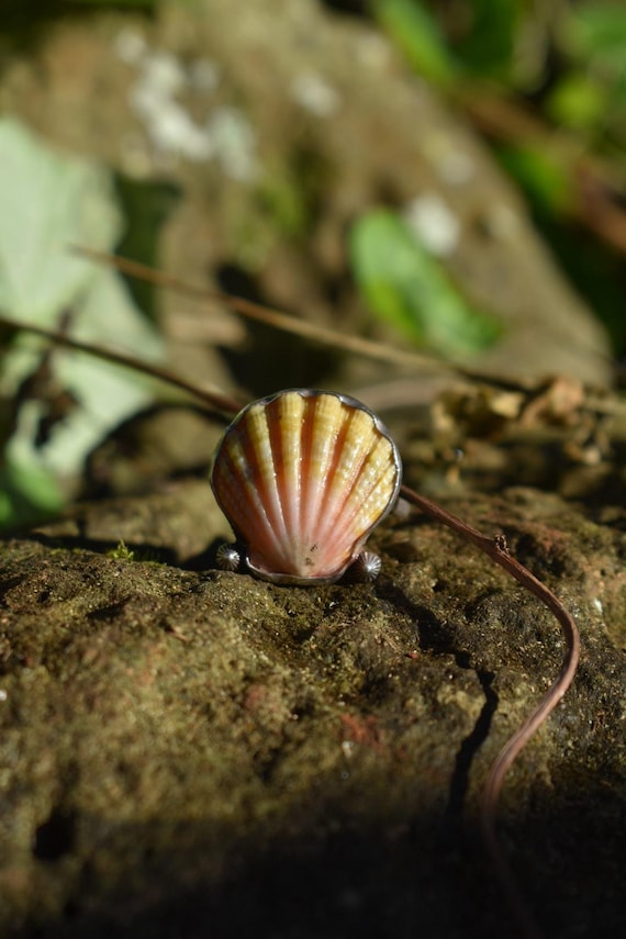 sunrise shell ring