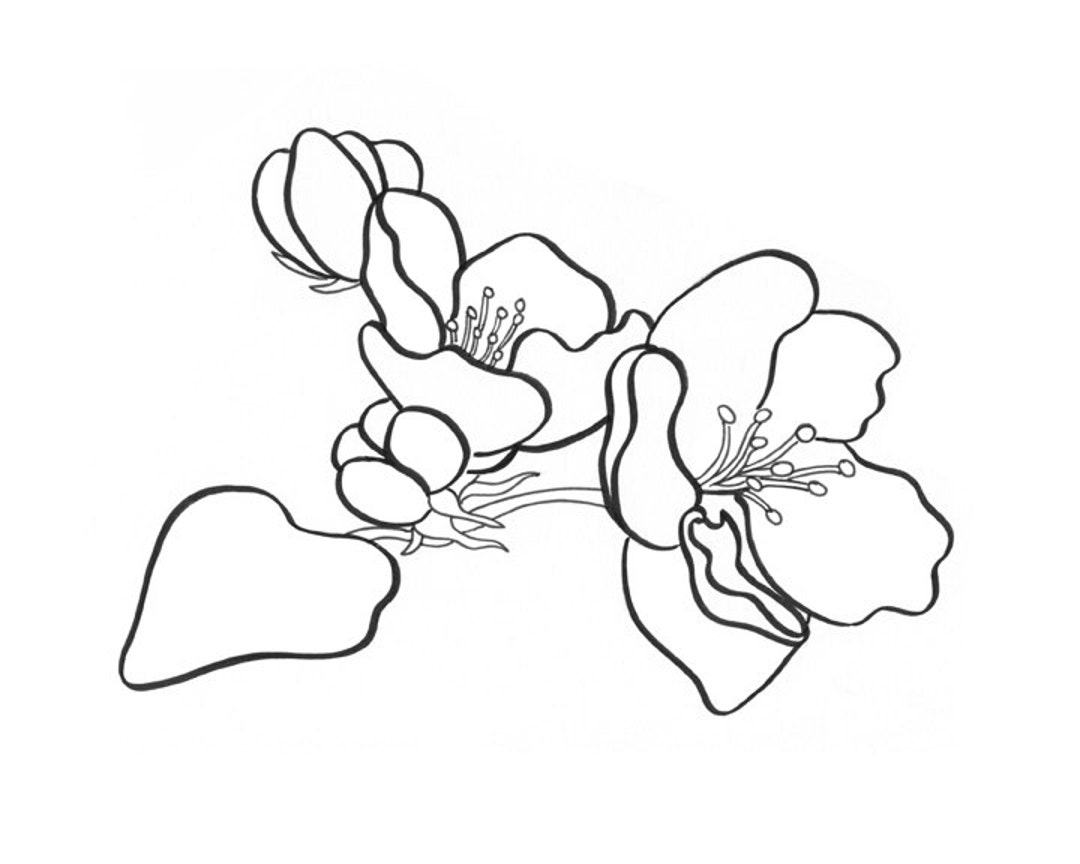 Apple Blossom Coloring Page - Etsy