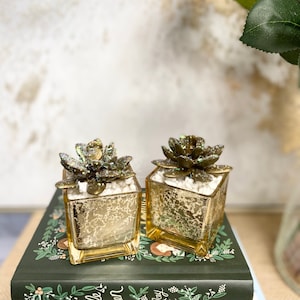 Può includere: Due piante succulente decorative in vasi quadrati di vetro dorato. I vasi hanno un aspetto strutturato e screpolato e sono riempiti di ciottoli bianchi. Le succulente sono di colore bronzo con accenti glitterati.