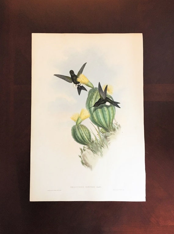 John Gould Reproductions Fine Art Print Sword-billed Hummingbird