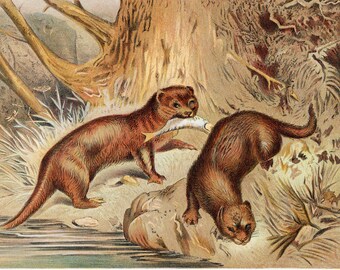 Otter, European ~ 1904 Vintage Wild Animal Lithograph Art Print ~ From Lydekker's "Library Of Natural History" ~ Unframed Original Antique