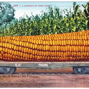 Puede incluir: Una postal vintage que representa una mazorca de maíz gigante en un vagón de tren. El texto en la postal dice "1899 - A CARLOAD OF CORN FROM" y "S.P 79295".