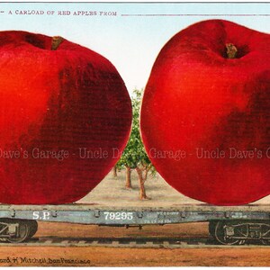 以下が含まれることがあります： 巨大な赤いリンゴを2つ積んだ貨車を描いた、ビンテージのポストカードのイラスト。ポストカードのテキストには、「アンクル・デイブのガレージからの赤いリンゴの積み荷」と書かれています。