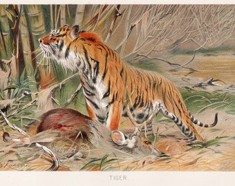Tiger ~ 1904 Vintage Wild Animal Lithograph Art Print ~ From Lydekker's "Library Of Natural History" ~ Unframed Original Antique Artwork