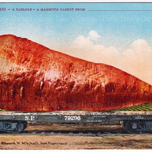 以下が含まれることがあります： 巨大なオレンジ色のニンジンが、平床貨車に乗せられて運ばれています。貨車は「S.P.」と「79296」のラベルが貼られています。キャプションには「A Carload - A Mammoth Carrot from Uncle Dave's Garage」と書いてあります。