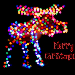 Merry Christmoose Holiday Card