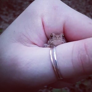 May include: A close-up of a small brown toad sitting in the palm of a hand. The toad is looking directly at the camera. The hand is wearing a silver ring.