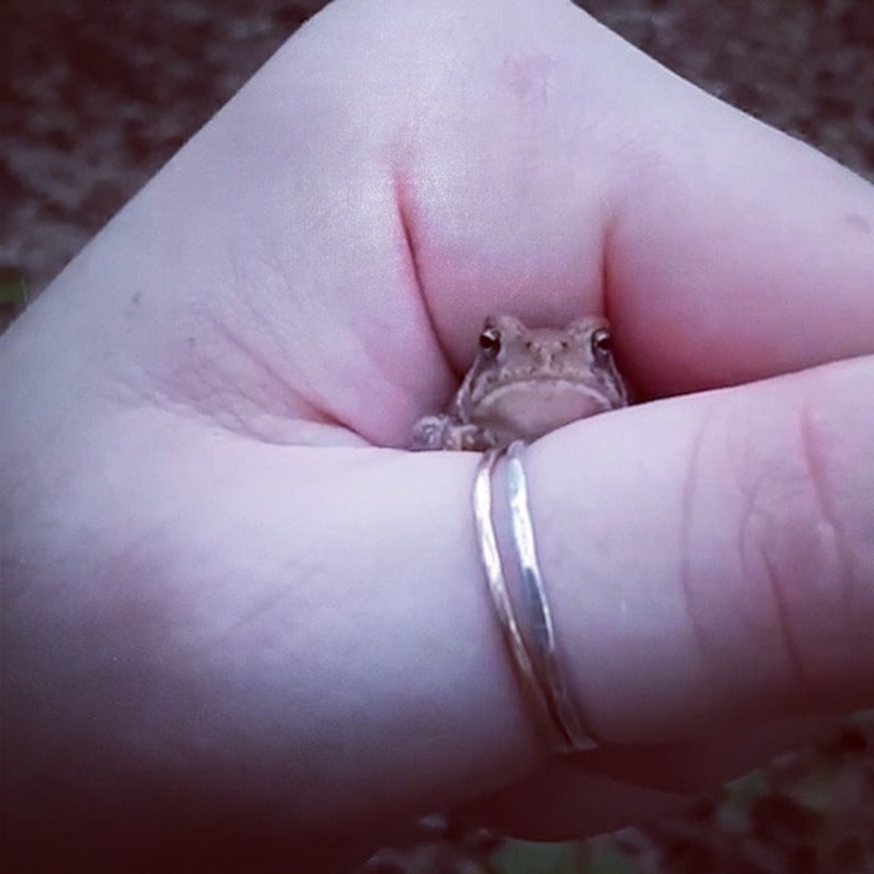 May include: A close-up of a small brown toad sitting in the palm of a hand. The toad is looking directly at the camera. The hand is wearing a silver ring.
