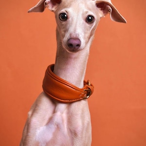 May include: A light-colored Italian Greyhound dog with large, dark eyes and a pink nose, wearing a wide, orange leather collar with gold-colored hardware. The dog is set against a solid orange background.