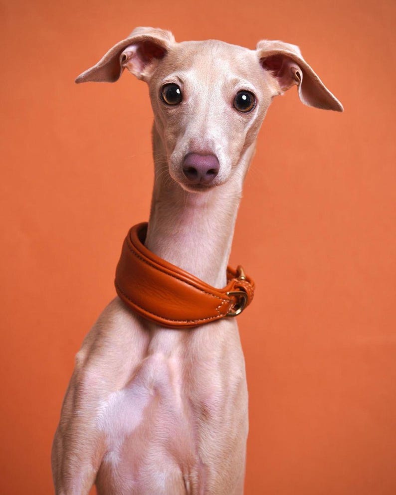 Pu&ograve; includere: Un levriero italiano di colore chiaro con grandi occhi scuri e un naso rosa, che indossa un ampio collare di cuoio arancione con finiture color oro. Il cane &egrave; ambientato su uno sfondo arancione.