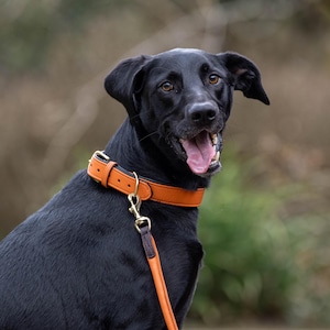 May include: A black Labrador with an orange leather collar and lead. The dog is looking at the camera with its mouth open. The collar has a gold-coloured buckle and the lead is attached to the collar.