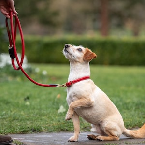 May include: A small, tan and white dog with a red collar and lead sits on a paved area, looking upwards. The dog is outdoors on grass. A person holds the red lead.