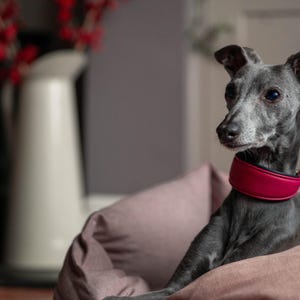 Pu&ograve; includere: Un levriero italiano grigio con un collare rosso, che riposa in una cuccia rosa. Un brocca bianca con bacche rosse &egrave; sullo sfondo. Il cane guarda di lato.