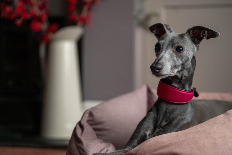 Pu&ograve; includere: Un levriero italiano grigio con un collare rosso, che riposa in una cuccia rosa. Un brocca bianca con bacche rosse &egrave; sullo sfondo. Il cane guarda di lato.