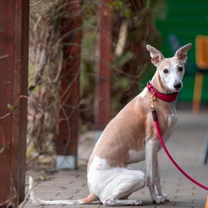 Pu&ograve; includere: Un cane Whippet marrone e bianco &egrave; seduto pazientemente, con un collare e un guinzaglio rossi. Il cane &egrave; all'aperto, con uno sfondo sfocato di pali di legno, vegetazione e sedie colorate.