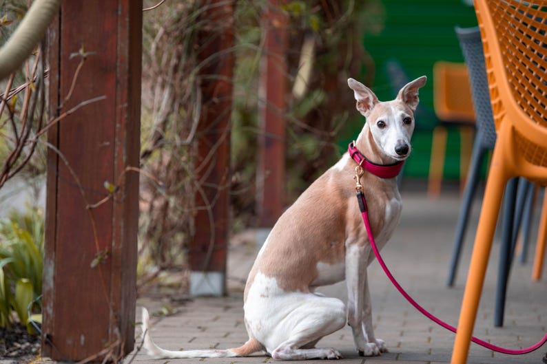 Pu&ograve; includere: Un cane Whippet marrone e bianco &egrave; seduto pazientemente, con un collare e un guinzaglio rossi. Il cane &egrave; all'aperto, con uno sfondo sfocato di pali di legno, vegetazione e sedie colorate.