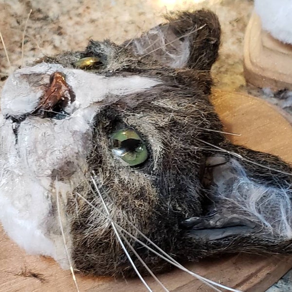 Faux taxidermy mounted cat heads