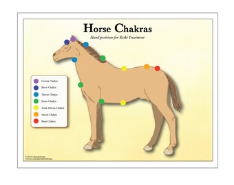 printable 7 chakra animal pet chart for reiki hand positions etsy